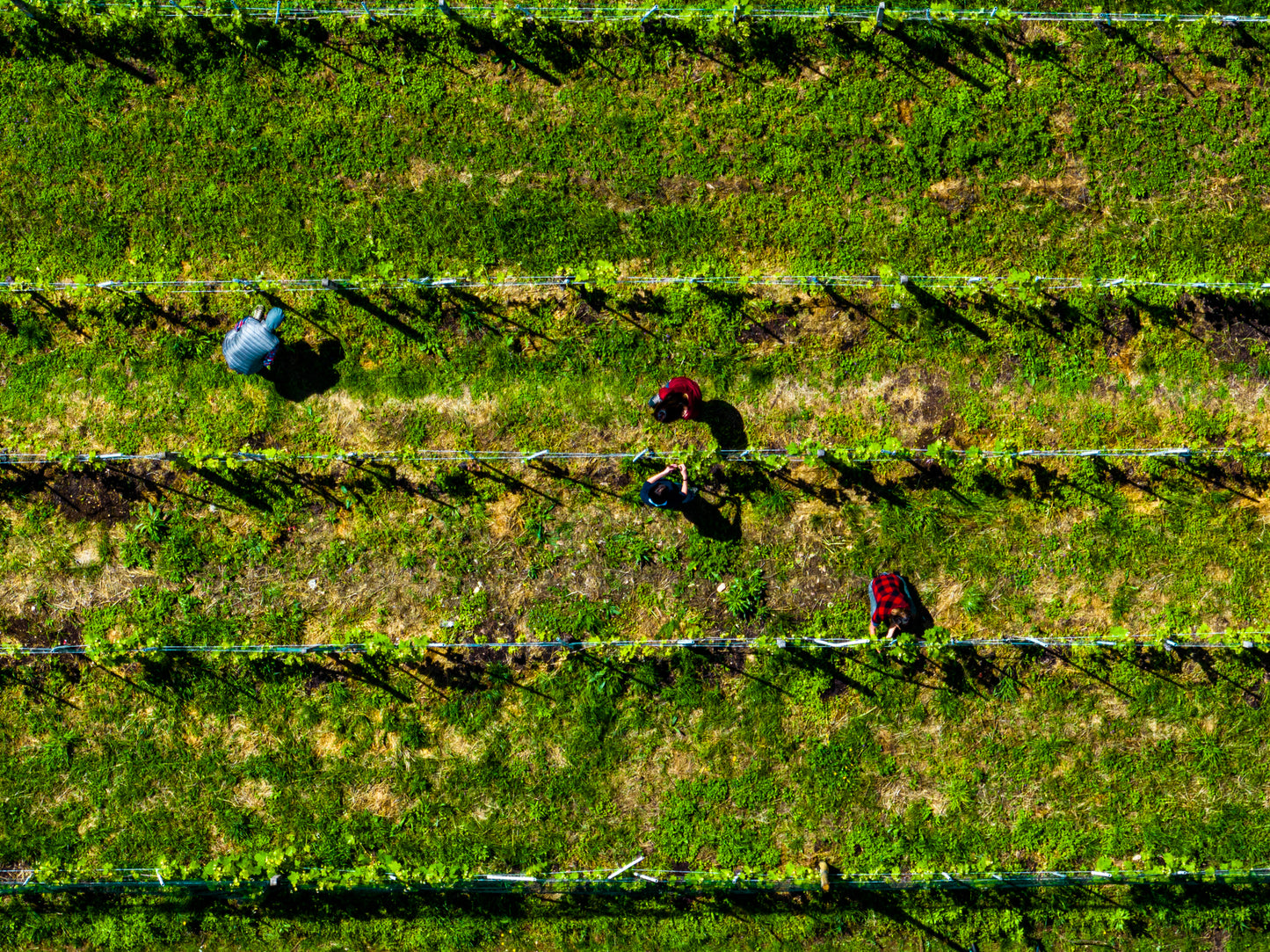 VINO VIVO